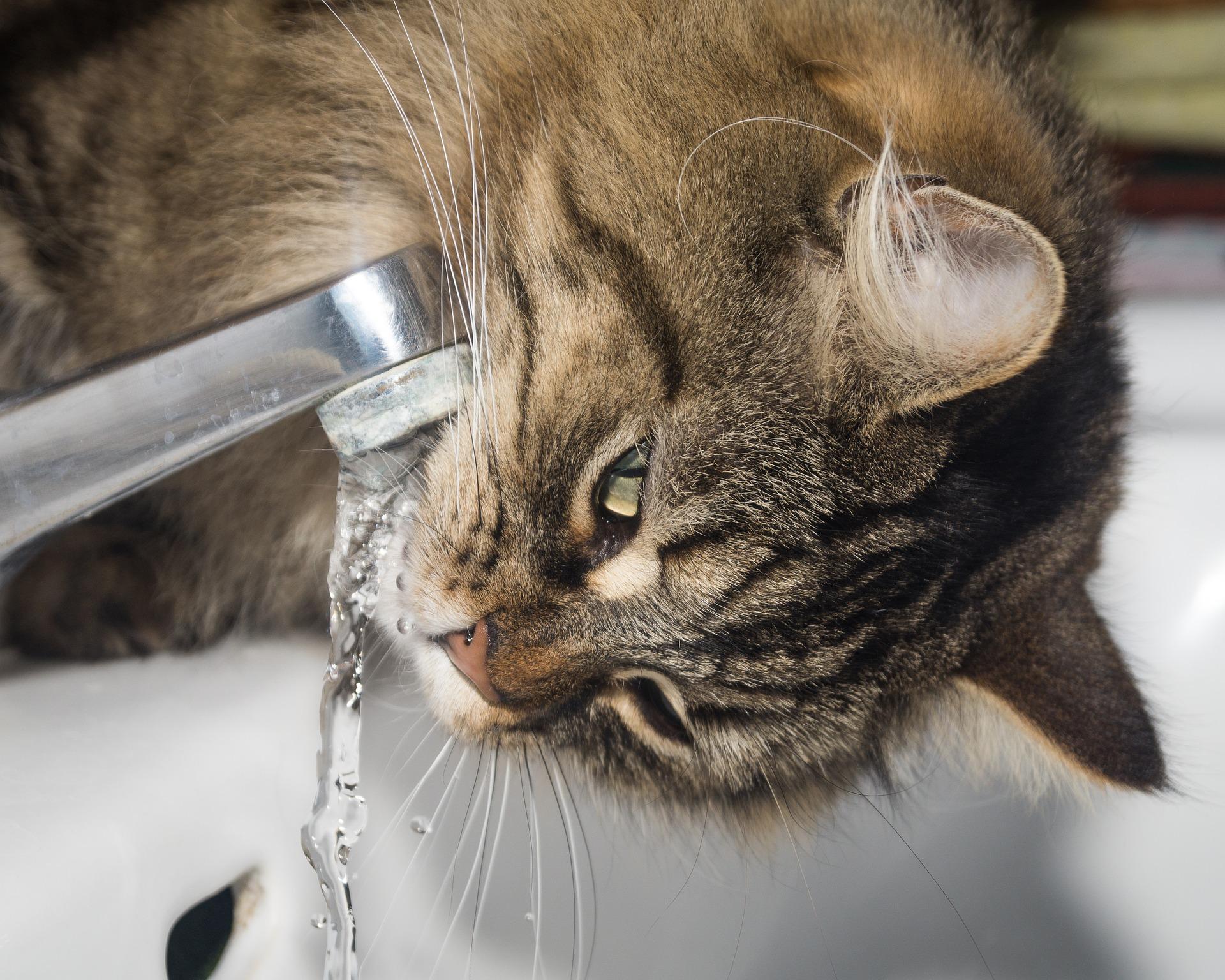 Advantages and Disadvantages of Cat Water Fountains